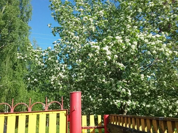 Дом, 77 кв.м.