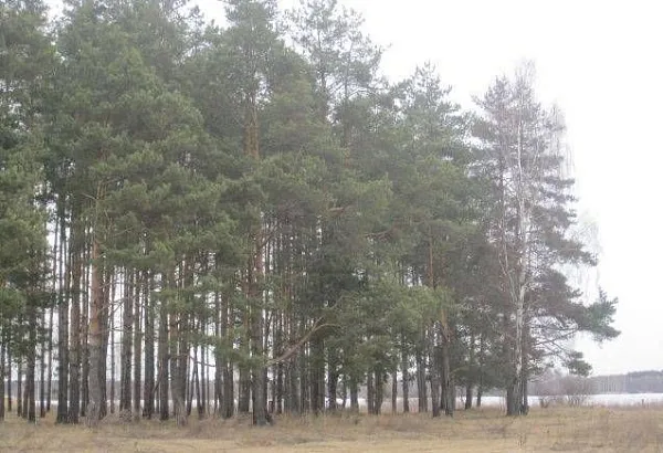 Участок, Лунево д